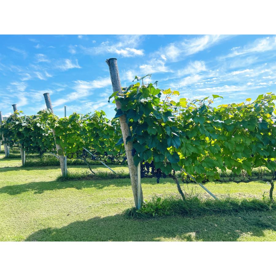 ＜桜夢雫＞さくらルビー750ml×1